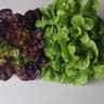 Lettuce: Mixed Oak